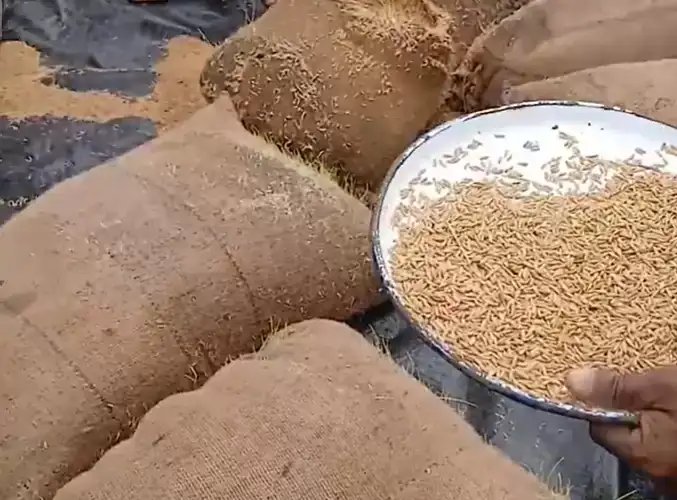 நெல் சந்தைப்படுத்தல் சபையிடம் உள்ள நெல் கையிருப்பை விற்பனை செய்வதற்கு அமைச்சரவை அங்கீகாரம்!