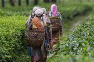 பெருந்தோட்டத் தொழிலாளர்களின் நலன் கருதி நாளை விசேட கூட்டம்!