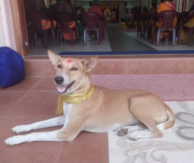 கதிர்காம பாதயாத்திரீகர்களோடு பயணிக்கும் “சுப்ரமணியன்”!