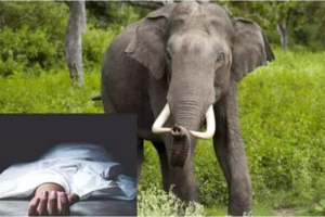 காட்டு யானை தாக்கி ஒருவர் உயிரிழப்பு!