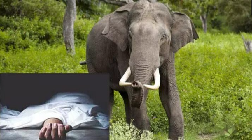 காட்டு யானை தாக்கி ஒருவர் உயிரிழப்பு!