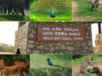 யால தேசிய வனத்தை தற்காலிகமாக மூடுவதற்கு தீர்மானம்!!