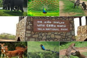 யால தேசிய வனத்தை தற்காலிகமாக மூடுவதற்கு தீர்மானம்!!