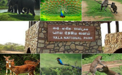 யால தேசிய வனத்தை தற்காலிகமாக மூடுவதற்கு தீர்மானம்!!