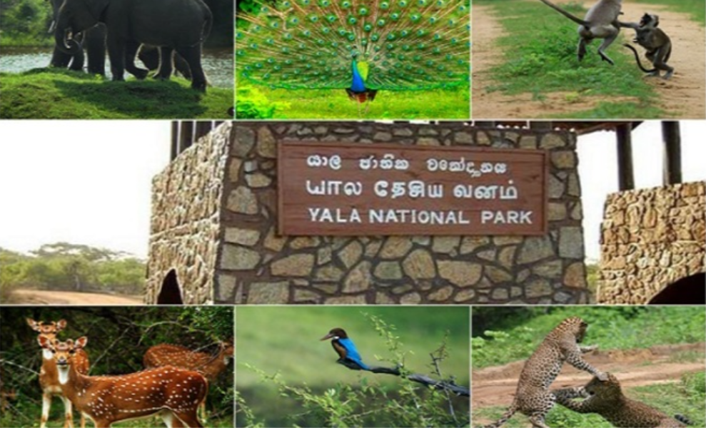 யால தேசிய வனத்தை தற்காலிகமாக மூடுவதற்கு தீர்மானம்!!