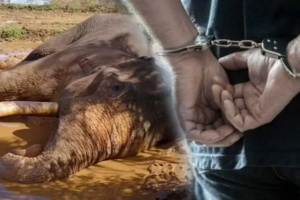 காவன்திஸ்ஸ யானை மீது துப்பாக்கிச் சூடு நடத்திய சம்பவம் தொடர்பில் 5 சந்தேகநபர்கள் கைது!!
