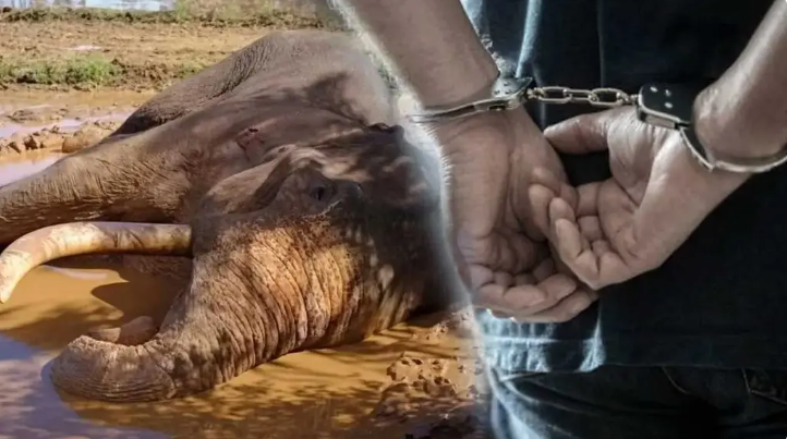 காவன்திஸ்ஸ யானை மீது துப்பாக்கிச் சூடு நடத்திய சம்பவம் தொடர்பில் 5 சந்தேகநபர்கள் கைது!!